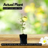 Kallurukki (Scoparia Dulcis) Stone Breaker Ornamental/Medicinal/ Live Plant (Home & Garden)