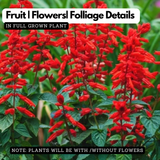 Red Salvia Live Flowering Plant | Scarlet Sage Ornamental Flower Plant for Home Garden