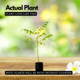 Star Gooseberry / Arinelli Fruit Live Plant (Home & Garden)