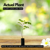 Irumban Puli / Bilimbi (Averrhoa bilimbi) Fruit Live Plant (Home & Garden)