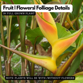 Heliconia Tropics Lemon (genus Heliconia) Flowering/Ornamental Live Plant (Home & Garden)