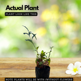 Blackberry Jam Plant (Rubus fruticosus) Fruit Live Plant (Home & Garden)