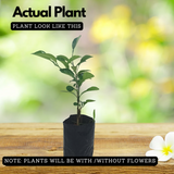 Lemon(Citrus limon)Fruit Live plant(Home&Garden)