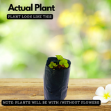 Centela/Kudavan/Kodangal(Centella asiatica) Medicinal Live Plant (Home & Garden)