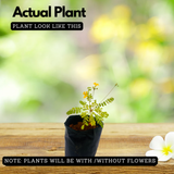 Flowering Plant Birth Star: Atham (Plant: Mukkutti / Little Tree Plant / Biophytum sensitivum) Medicinal / Flowering Live Plant (H&G)