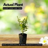 Neela koduveli / Blue Leadwort (Plumbago auriculata) Flowering/Ornamental/Medicinal Live Plant (Home & Garden)