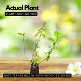 Viceroy Hibiscus / Chembarathi / China rose / Shoeblack Plant (Hibiscus rosa-sinensis) Flowering/Ornamental Live Plant (Home & Garden)