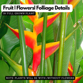 Heliconia Caribaea Jacquinii (genus Heliconia) Flowering/Ornamental Live Plant (Home & Garden)