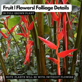Heliconia Red Carpet (genus Heliconia) Flowering/Ornamental Live Plant (Home & Garden)