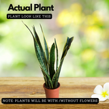 Snake Plant (Sansevieria trifasciata) Long variant - Live Indoor Plant (Home & Garden)