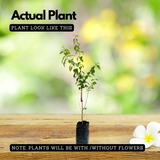 Indonesian Plum / Plum Plant (Prunus domestica) Fruit Live Plant (Home & Garden)