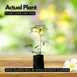 Karingali, Cutch Tree, Black catechu, Black cutch (Acacia Catechu) Medicinal Live Plant (Home & Garden)