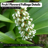 Dove Tail Orchid (Xiphidium caeruleum) Flowering/Ornamental Live Plant (Home & Garden)