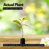 Parijatham Plant / Fiddlewood (Citharexylum spinosum) Flowering/Ornamental Live Plant (Home & Garden)