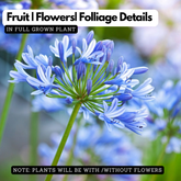 Agapanthus Blue | African Lily Flowering/Ornamental Live Plant (Home & Garden)