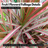 Dracena Chloroma Live Plant (Home & Garden)