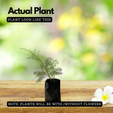 Shatavari / Wild Asparagus Ornamental / Medicinal / Flowering Live Plant (Home & Garden)