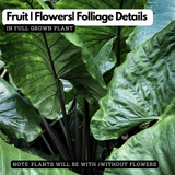 Alocasia Black Stem Live Plant | Exotic Tropical Foliage Plant with Dark Black Stem | Indoor & Outdoor Ornamental Plant for Home & Garden