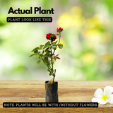 Red Rose (Rosa meldomonac.) Flowering/Ornamental Live Plant (Home & Garden)