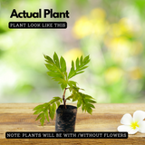 Breadfruit / Kadachakka (Grafted/Layered) (Artocarpus Altilis) Fruit Live Plant (Home & Garden)