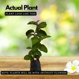 Thailand Guava ( Psidium guajava ) Fruit Live Plant (Home & Garden)