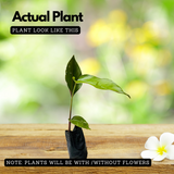 Heliconia (Any Colour) (Genus Heliconia) Flowering/Ornamental Live Plant (Home & Garden)