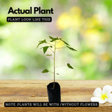 Papaya(Carica papaya) Seedling Fruit Live Plant (Home & Garden)