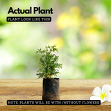 Arutha / Common Rue / Herb-of-Grace (Ruta Graveolens) Medicinal / Flowering Live Plant (Home & Garden)