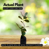 All Season Jackfruit (Artocarpus heterophyllus) Fruit Live Plant (Home & Garden)