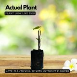 Israel Athi / Anjeer / Israel Fig Fruit Live Plant (Home & Garden)