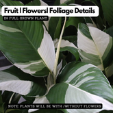 Calathea Lutea Variegated - Ornamental Live Plant (Home & Garden)