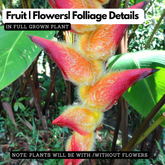 Heliconia Regalis (genus Heliconia) Flowering/Ornamental Live Plant (Home & Garden)