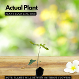 Brown Turkey Fig Live Plant (Ficus carica 'Brown Turkeyƒ?�) Layered Fruit Plant (Home & Garden Plants)