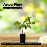 Sarpagandha (Rauvolfia Serpentina) Indian Snakeroot | Devil Pepper Wood Medicinal Live Plant (Home & Garden)