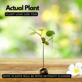 Lady Shoe Flower / Thunbergia mysorensis (Clock Vine, Lady Slipper Vine) Flowering | Ornamental| Medicinal Creeper Live Plant (Home & Garden)