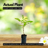 Flowering Plant Birth Star: Ayilyam (Plant: Rajamalli / Peacock Flower / Caesalpinia pulcherrima) Flowering/Ornamental Live Plant (H&G)