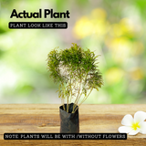 Golden Ball Aralia (Polyscias fruticosa) Ornamental Live Plant (Home & Garden)