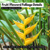 Heliconia Island Yellow (genus Heliconia) Flowering/Ornamental Live Plant (Home & Garden)