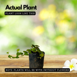 Creeping Fig Plant / Climbing Fig Ficus pumila Ornamental Live Plant (Home & Garden)