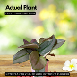 Scindapsus Treubii Moonlight(Epipremnum aureum) Live plant(Home & Garden)