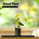 Kerala Hybrid Philodendron Ornamental / Creeper Live Plant (Home & Garden)