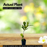 Cocoplum (Chrysobalanus Icaco) Fruit Plant (Home & Garden Plants)