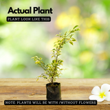 Ficus Starlight, Ficus benjamina Ornamental Live Plant (Home & Garden)