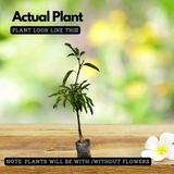 Moovandan Mango (Grafted) (Mangifera indica) Fruit Live Plant (Home & Garden)