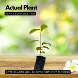 Wild Jackfruit / Anjili Chakka (Artocarpus Hirsutus) (Seedling) Fruit Plant (Home & Garden)