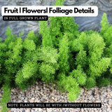 Foxtail Fern Live Plant | Asparagus Densiflorus ‘Myersii’ | Ornamental Green Foliage Plant for Home & Garden