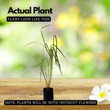 Lemon Grass Plant (Cymbopogon citratus) Medicinal Live Plant (Home & Garden)