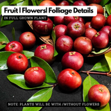 Sweet Kokum Live Plant | Punarpuli (Garcinia indica) Fruit Tree | Tropical Evergreen Fruit Plant for Home & Garden