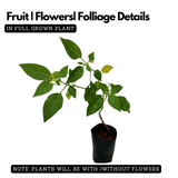 Golden Berry plant(Physalis peruviana)Fruit Live Plant (Home & Garden)