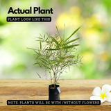 Variegated Bamboo Plant Ornamental Live Plant (Home & Garden)